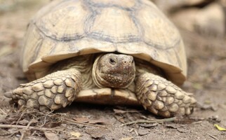 Schildkröten Messe TIERWELT